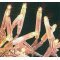 Konstsmide Micro-Lights 120 minif�z�r 24V 5,95m transzparens k�bel 2016-003