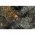 Konstsmide LED k�lt�ri-belt�ri f�nyf�z�r 120 LED bernstein 24V 3640-810