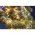 EGB LED-12V-360-H mikro f�nyf�z�r 360 melegfeh�r 12V 18m vil�g�t� hossz IP44