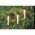 EGB belt�ri f�nyf�z�r 16 �g�s LH0300P oszthat� csatlakoz� 6m vil�g�t� hossz E10 230V