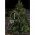 Konstsmide 5db/csomag vezet�k n�lk�li LED gyertya 1935-100 melegfeh�r IP44 elemmel