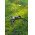 Goobay dupla k�lt�ri hosszabb�t�k�bel 25m 3x1,5mm2 E/F CEE7/7 dug� 2x F CEE7/3 aljzat fekete IP44