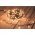 Lotti LED-micro f�nyf�z�r 500 LED borosty�nsz�n� 50,5m k�lt�r/belt�r IR t�vvez�rl�