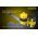Nitecore 18650IMR 3,7V 2500mAh akku max.35A Li-Ion